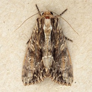 Apamea monoglypha b.jpg