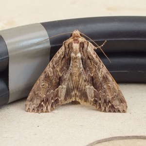 Apamea monoglypha a.jpg