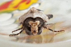 Agrotis puta c.jpg