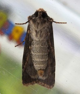 Agrotis puta b.jpg