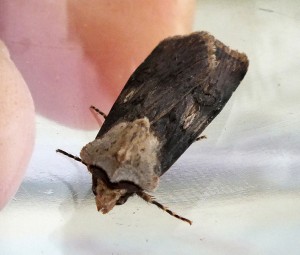 Agrotis puta a.jpg