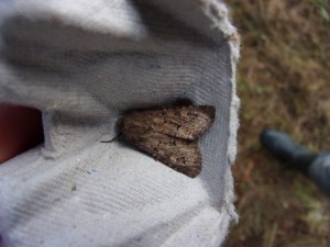 Agrotis_bigramma.JPG