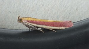 Oncocera semirubella b.jpg