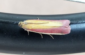 Oncocera semirubella a.jpg