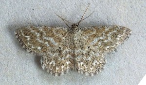 Scopula immorata a.jpg