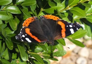 Vanessa atalanta a.jpg