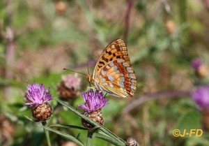 moyen nacré (2658) Brigueuil VIII 2016 b.jpg