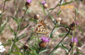 moyen nacré (2660) Brigueuil VIII 2016 b.jpg