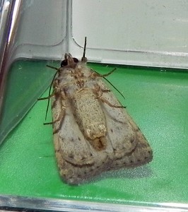 DSCN2202_Noctuidae.jpg