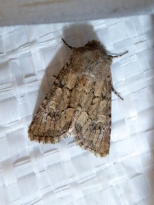 Agrotis segetum m 1564 Lissieu 12 10 2016 009.JPG