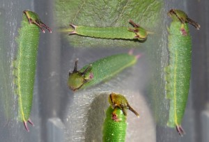 Chenille Charaxes jasius 2è stade.jpg