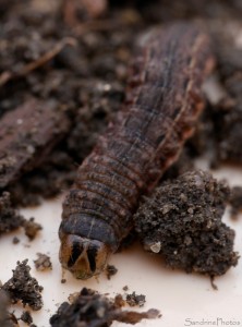 Chenille sous la paille, jardin, Le Verger, Bouresse 86.jpg