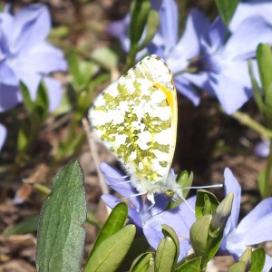 Anthocharis cardamines_c.jpg