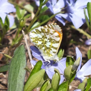 Anthocharis cardamines_a.jpg