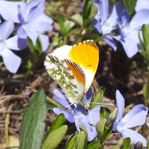 Anthocharis cardamines_d.jpg