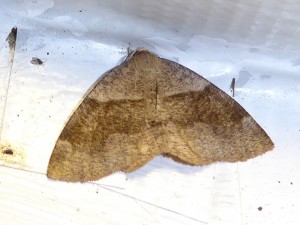 0575 Plagodis pulveraria 04 05 2017 Lissieu JESC 008.JPG