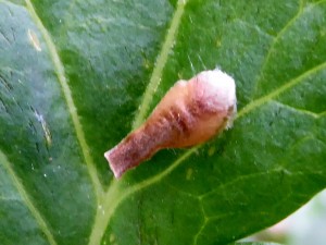 pupa 08 05 2017 PoleymieuxCarrières JESC 063.JPG