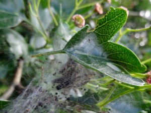 Yponomeuta padella L Crataegus monogyna 14 05 2017 StGermain 001 (12).JPG