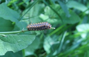 Saturnia pavonia - Copie.JPG