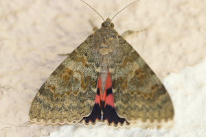 Catocale elocata-5435.jpg