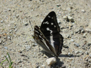 papillon noir et blanc.jpg