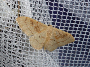 0199 Idaea rubruria ou degeneraria 18 07 2017 Pommiers JESC 346.JPG