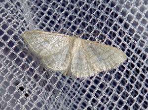 propose 0167 Idaea dilutaria  18 07 2017 Pommiers JESC 281.JPG