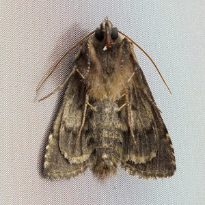 Abrostola tripartita c.jpg