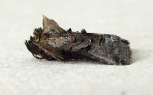 Abrostola tripartita b.jpg