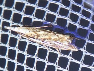 L 2957 Crambus pratella ou 2995 catoptria falcella 23 07 2017 Lucenay JESC 371.JPG