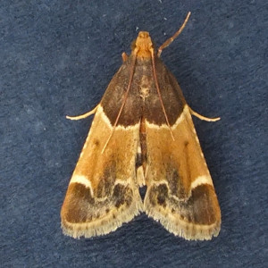 Pyralis farinalis a.jpg