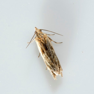 L 2285a Eucosma sp. 28 07 2017 StDidierGiverdy CNSE CS-2284 - reduite.jpg