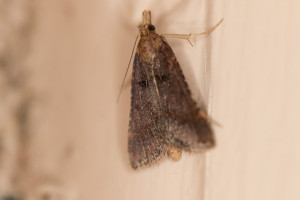 Pyrale Stemmatophora brunnealis-5636ppc.jpg