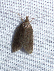 not ID by T L 1201 Agonopterix purpurea 20 06 2017 Marcilly d'Azergues JESC  (64).JPG