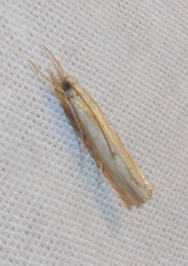 L 2960 Crambus perlella 22 09 2017 St Didier Muller 122.JPG