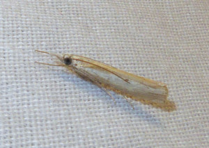 L 2960 Crambus perlella 22 09 2017 St Didier Muller 125.JPG