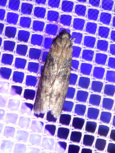 L 2828 Oxybia transversella  very worn 07 07 2017 Amberieux Sarandiere JESC 350.JPG