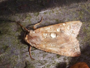 20171208_Noctuidae_JMD.jpg