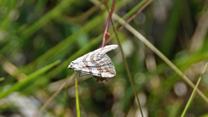 DSC08826 - Petite rayure - Aplocera efformata - Copie.JPG