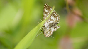 _DSC0258 - hydrocampe du potamot - Elophila nymphaeata - Copie.JPG