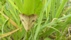 P1000465 hibernie brun-noisette - Theria primaria - Copie.JPG