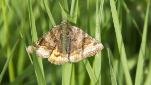 _DSC7462 Dochamps - Pareulype berberata - Cidarie de l'épine-vinette - Copie.JPG