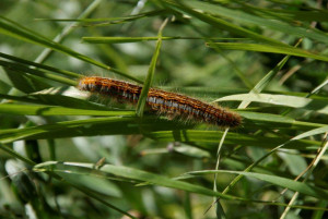 _DSC8281 - Malacosoma sp. - Prats Hauts (Queyras).jpg