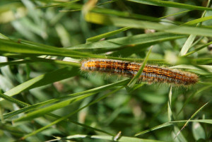 _DSC8282 Malacosoma sp. - Prats Hauts (Queyras) - Copie.jpg