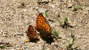 DSC04462 Grand nacré et Mélitée des linaires -  Mellicta dejone.JPG