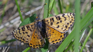 _ICT2806 Melitaea phoebe.JPG