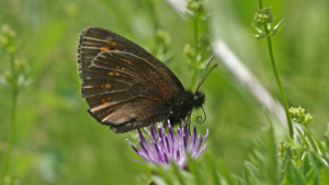 _ICT5218 Moiré lancéolé - Erebia alberganus.JPG