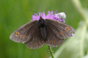 _ICT5331 Moiré lancéolé - Erebia alberganus.JPG