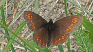 DSC02726 - Erebia medusa - Franconien.JPG