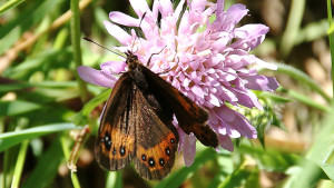 DSC04449 - moiré des fétuques - Erebia meolans.JPG